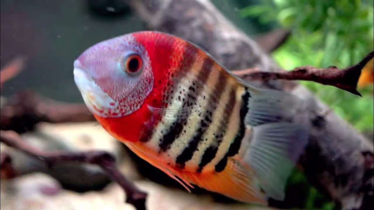 Rocktier Severum